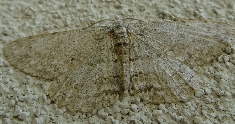 Geometridae: Ectropis crepuscularia o Hipomecis punctinalis ?